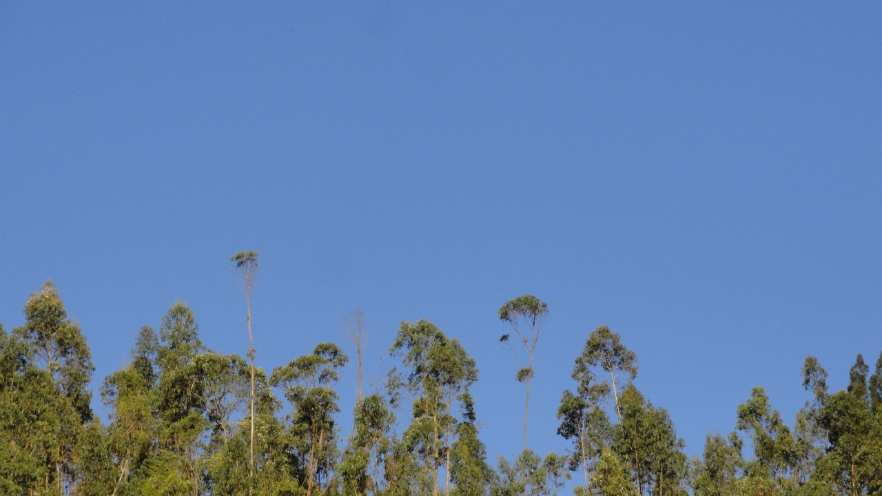 cielo azul arboles