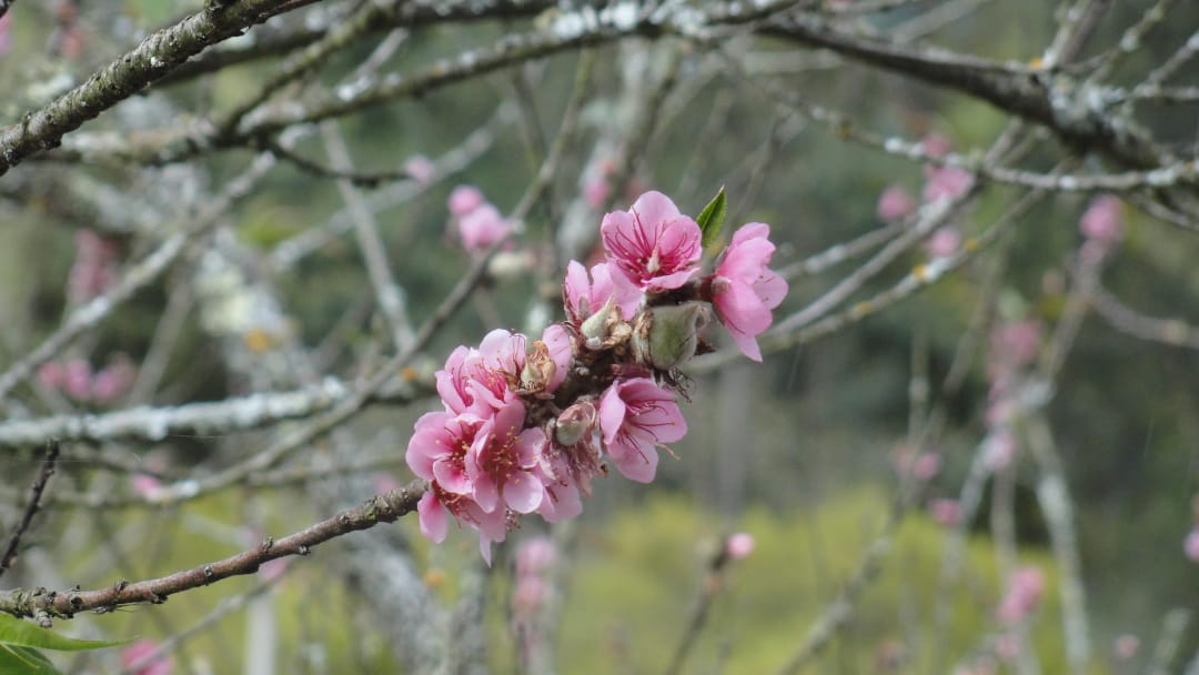 flor durazno